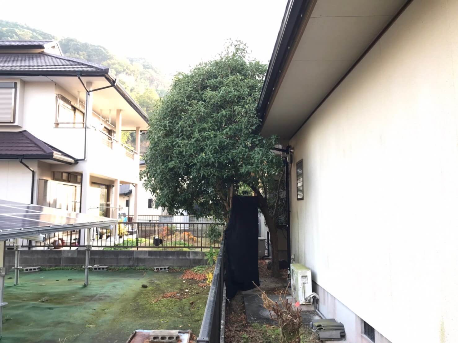 裏庭のキンモクセイ